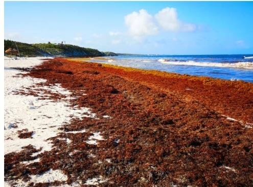 Sargassum Seaweed in Health Sector, Could foster Bring New Pharmaceuticals 