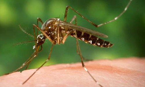 Yellow Fever Outbreak in Region and Beyond, Travellers Warned